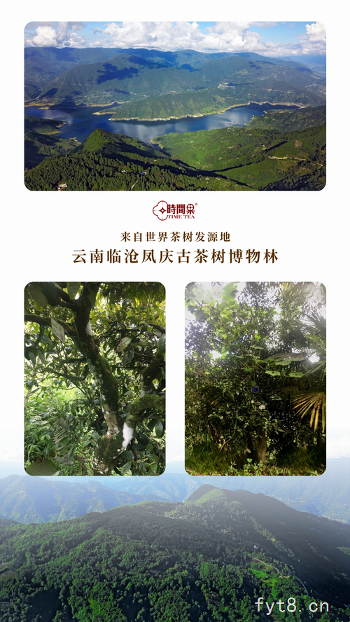 出售时间果百年古树红茶