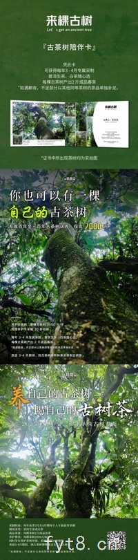 你也可以有一棵自己的古茶树