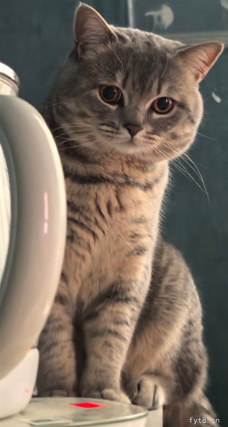 寻猫启示
